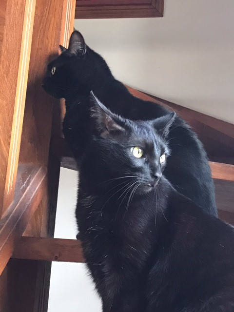 2 cats on stairs